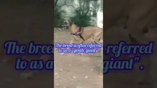 #Great dane#large domestic dog#mastiff-sighthound#gentle giant#heartbreak breed#Dog park#bangalore