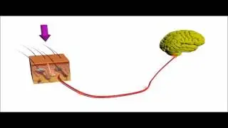 Stanford engineers create artificial skin that can send pressure sensation to brain cell