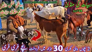24 January 2026 Saturday village bakra mandi fresh update دیسی دوغلی بکریاں 2 بچوں والی 30 ہزار میں