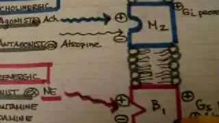 Autonomic Nervous System