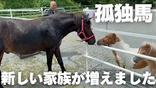 【孤独馬】生まれてすぐ捨てられたポニーが家族になりました