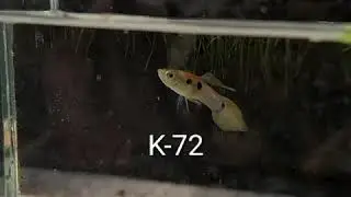 Wild type guppy
