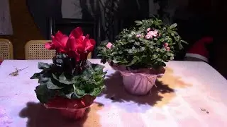 Pflanzen mit Papiermanschette selbst verschönern