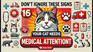 Don't Ignore These 16 Signs&mdash;Your Cat Needs Medical attention