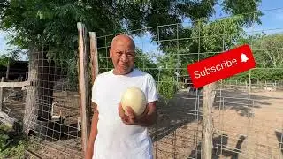 Daring Ostrich Egg Heist from a Thrilling 100 Feet!