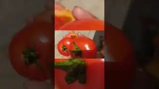 Tamato #fruits #vegetables #cuttingfruit #trending #red #shorts