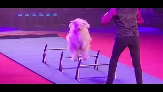 DOG SHOW @ BIG APPLE CIRCUS 🎪,  LINCOLN CENTER NEW YORK,  11/11/2025.