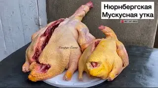Развитие Хозяйства Племенной Породистой птицы куры, мускусная утка, перепела 