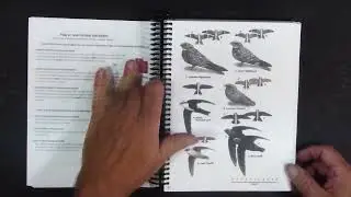 Guide to Utah Birds (in progress)