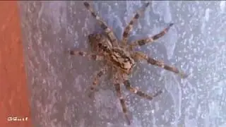 Araignée lycose ou l' araignée-loup est présente dans toute l' Europe filmée région Bretagne.