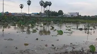 The Lotus Lake in Thailand is Very Beautiful