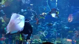 Silverton hotel aquarium