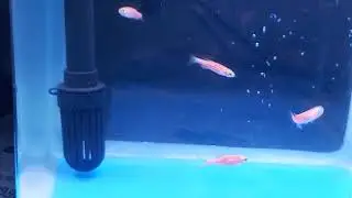 zebra Fish for Aquarium Beginners | Zebra Danio | Glofish | pink zebra fish