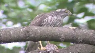 ハイタカ