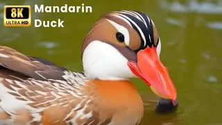 Mandarin Duck 8k Ultra Hd Video with Original Sound | Mandarin Duck 8k Video | world nature video