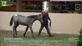 Foal Championship final 2022 - Eastern Shelby - Frank Redmond