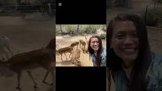 A Day in Halls Gap Zoo, Victoria, Australia 🇦🇺