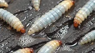 Fly life cycle