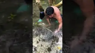 Most Dangarous Way To Catch Giant Mud Crab