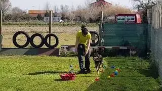 Rally Obedience Fun Class