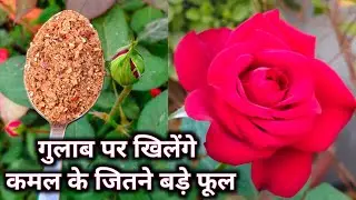 6 Rose plant growing tips.गुलाब पर बड़े फूल कैसे पाएं. Rose plant winter care. #gulab #rose #गुलाब.