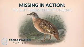 Buff-breasted Buttonquail: Missing in Action - Conservation Partners