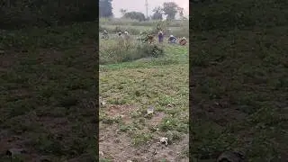 #farminglife #farming pallikaya.#jai javan#jai kisan.#mounikaagriculter #ytshorts .