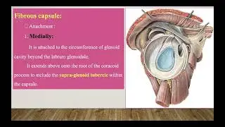 Joint of upper limb 2: Shoulder joint