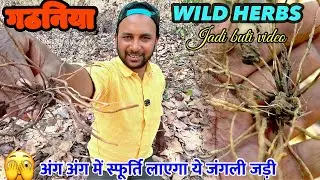 सोए हुए अंगों को जगाने वाला जंगली जड़ी ✅|| JANGLEE JADI BOOTI KA VIDEO ❇️||