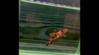 【1点モノ】 ベタ  プラカット #shorts #タイ産 #淡水魚 #アクアリウム (b4424)