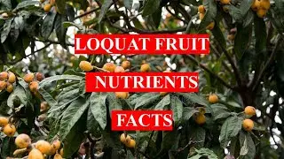 LOQUAT FRUIT - HEALTH BENEFITS AND NUTRIENTS FACTS