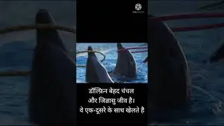 Beautiful Intelligent Dolphins#shorts