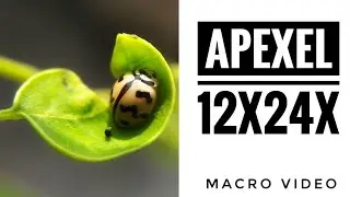 Apexel 12X24X Macro Lens Sample Video || Mobile Macro Video