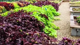 How to grow sweet potato wine very easy at home