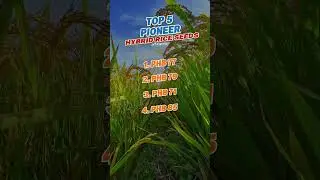 TOP 5 BEST PIONEER HYBRID RICE SEEDS | #corteva #agriculture #ricevariety #hybridseeds #pioneerseeds