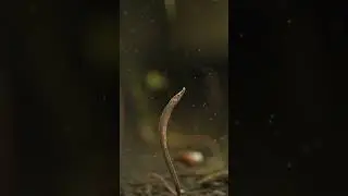 freshwater pipefish #aquariumhobby #aquarium #pipefish #seahorse #plantedtank