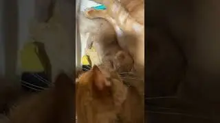 Queen Poppy cleans kittens after I stimulate them to pee