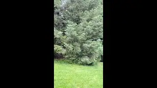 Beautiful Birdsong of the Dancing Evergreen Tree (loopable) Nature Sites and Sounds for Wellness