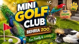 Ma Sha Allah so beautiful patriot 🦜 in golf ⛳ mini club behria town phase 4|  خوبصورت ترین  پرندے🦚🦃