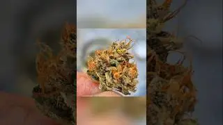 Cured! #organicgrowing#gaiagreenorganics #earthshine#growerschoiceseeds#newglue#autoflower#vivosun