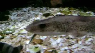 Lesser-spotted dogfish feeding
