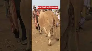 Cow For Sale in Bihar #cow #dairy #chausa #haat