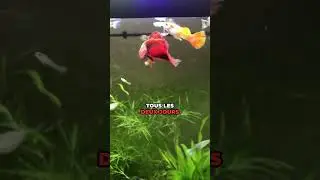 Le Secret du Poisson COMBATTANT 🤫