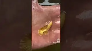Real golden fish #shorts #nature #goldfish #fish