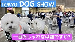 Tokyo Beauty Contest - Dog Grooming competition Japanese Style