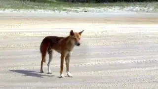 Dingo Facts - Facts About Dingoes