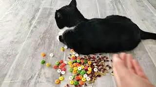 Oddly Satisfying Reverse Cat Tommy Videos Compilation 😻💖