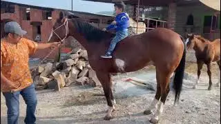 Caballo de marco Romo se encuentra estable atendido por el m&eacute;dico Pepe D&iacute;az .