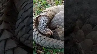 The Amazing Defense Mechanism of Pangolins!