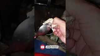 sensasi ngopi campur durian di bawah pohon durian #tembawang (agau biang)
